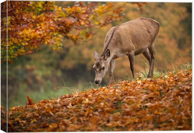 Fallow Doe Deer in Autumn Canvas Print by Chantal Cooper