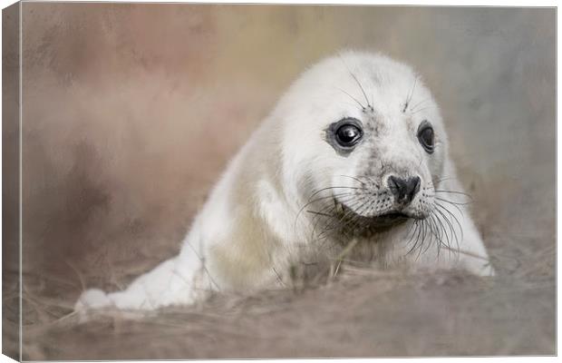 Day Old Seal Pup Canvas Print by Chantal Cooper