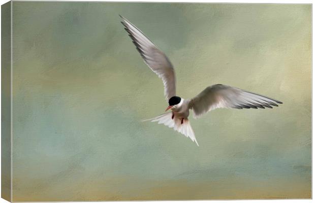 Arctic Tern in Flight Canvas Print by Chantal Cooper