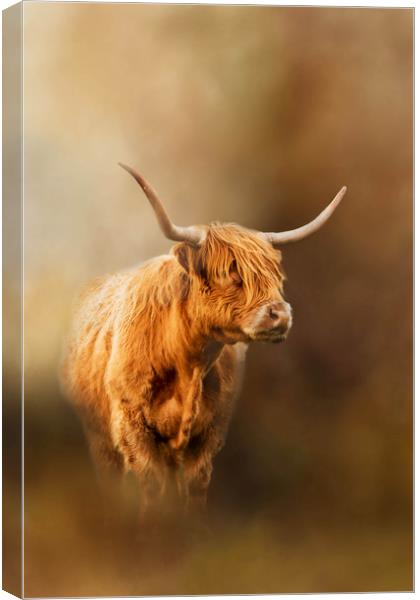 Highland Cattle coming out of the mist Canvas Print by Chantal Cooper