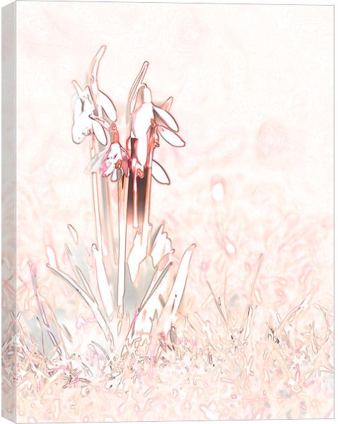 Snowdrop Sketch in Pink Canvas Print by Chantal Cooper