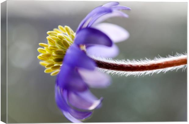 Anemone Study  Canvas Print by Chantal Cooper