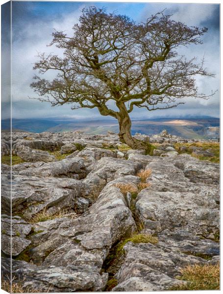 Lone Tree growing amongst Limestone Rocks Canvas Print by Chantal Cooper