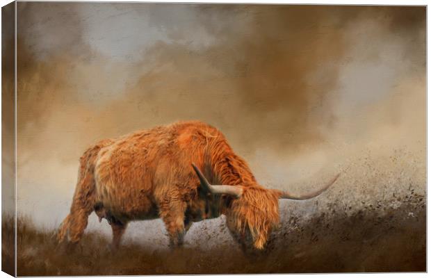Highland Cattle from Low Point of View Canvas Print by Chantal Cooper