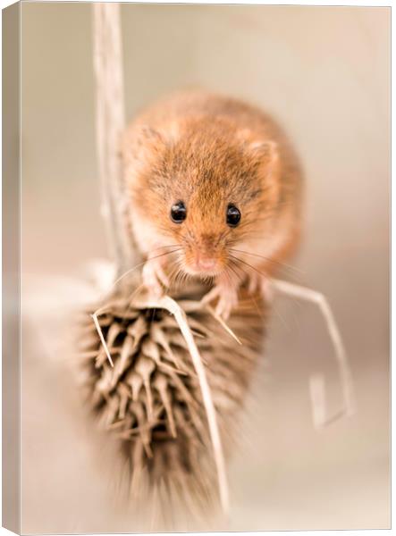 Harvest Mouse on Thistle Canvas Print by Chantal Cooper