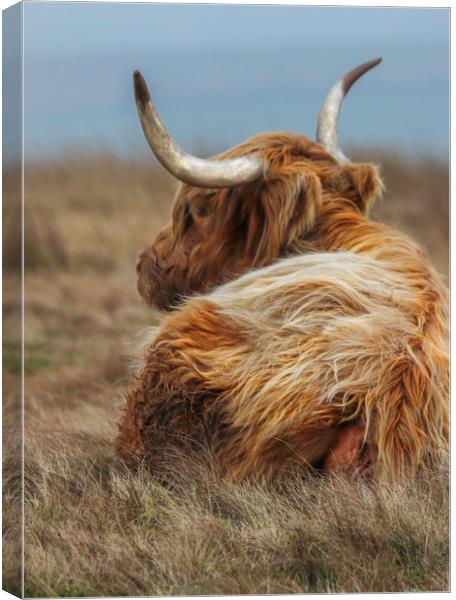 Portrait of a Highland Cow, lying down in the gras Canvas Print by Chantal Cooper