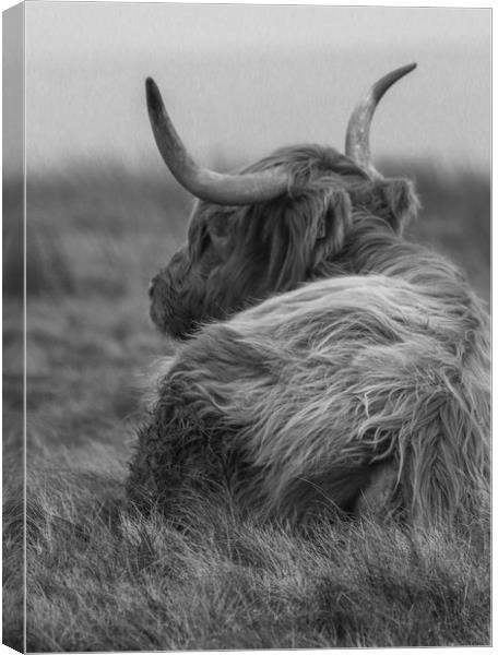 Highland Cow in black and white Canvas Print by Chantal Cooper