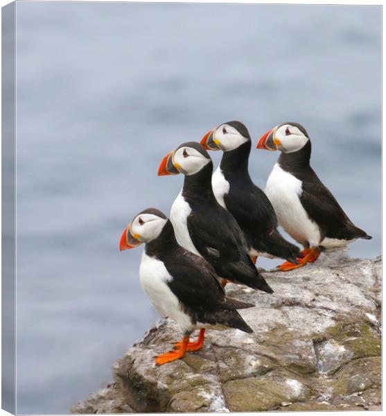 Puffins in a row Canvas Print by Chantal Cooper