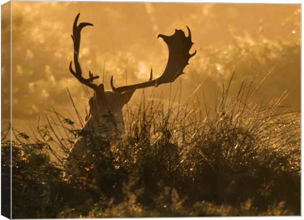 Resting Stag at sunrise Canvas Print by Chantal Cooper