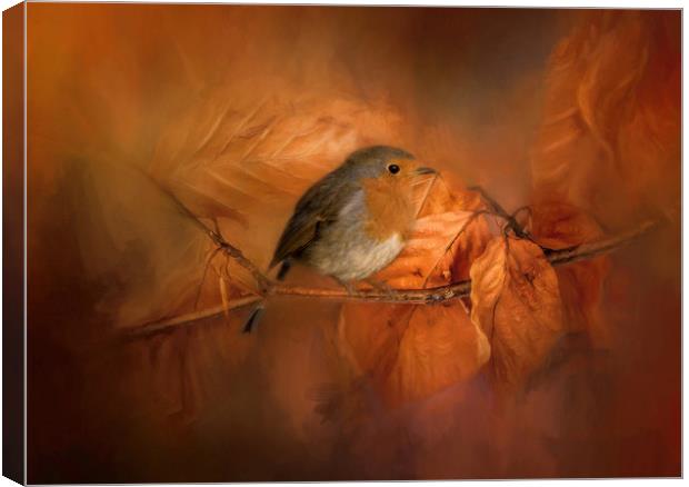 Autumnal Robin Canvas Print by Chantal Cooper