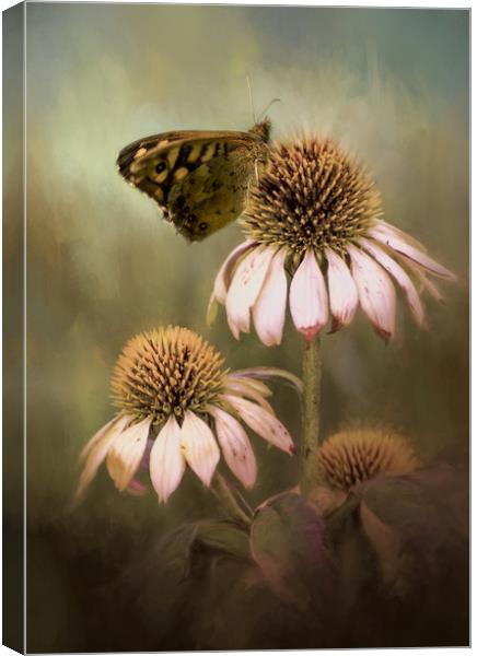 Butterfly on Echinacea Canvas Print by Chantal Cooper