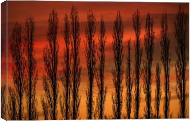 Sunset through the Trees Canvas Print by Chantal Cooper