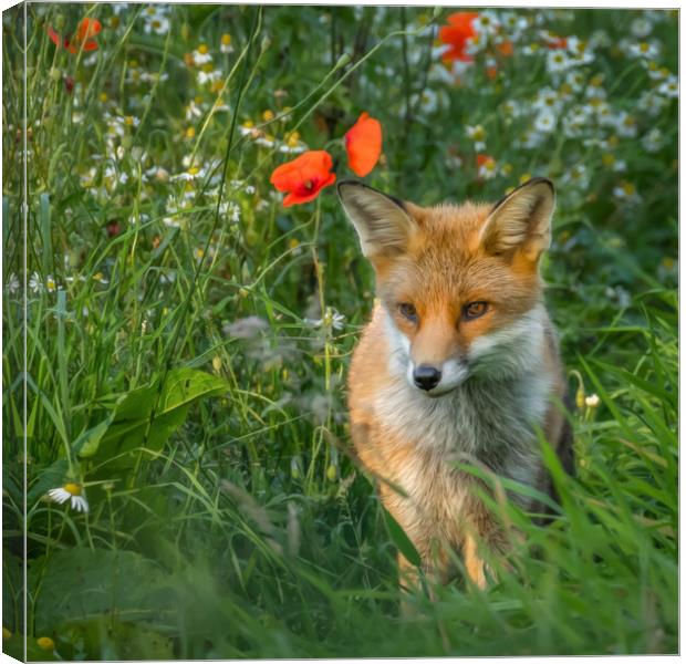 Fox cub in meadow of flowers Canvas Print by Chantal Cooper