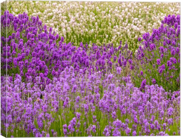 Lavender Field Canvas Print by Chantal Cooper