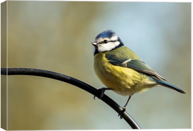 Blue Tit on Perch Canvas Print by Chantal Cooper