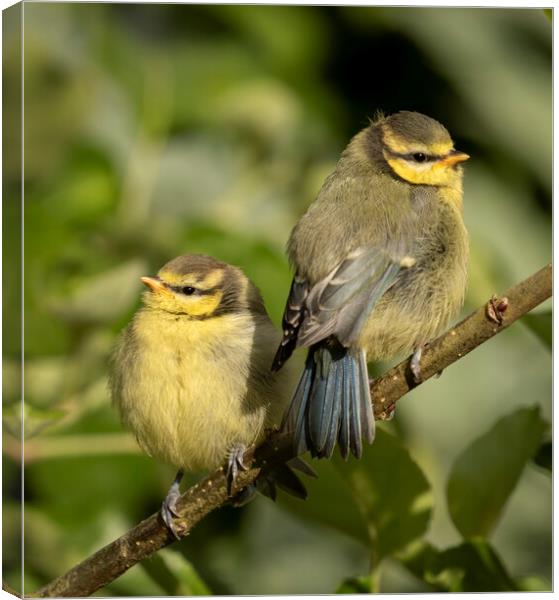 Two fledgling Blue Tits on a branch Canvas Print by Chantal Cooper