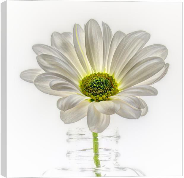 White and Green Flower in a bottle Canvas Print by Chantal Cooper