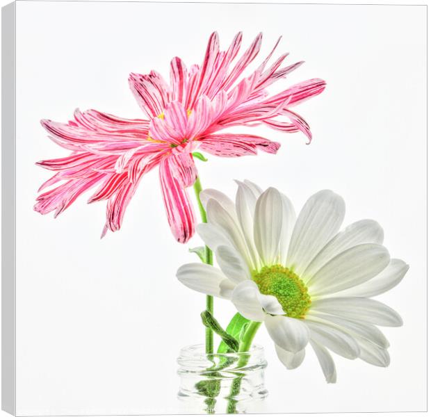 Two high key macro daisies in a vase Canvas Print by Chantal Cooper