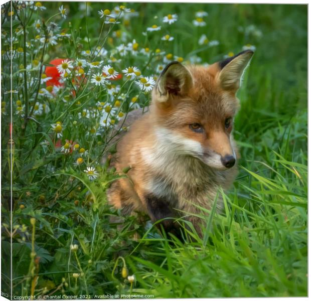 Fox cub sitting in a field of wild flowers Canvas Print by Chantal Cooper