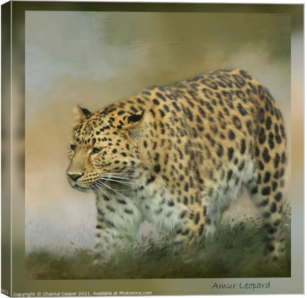 Amur Leopard Canvas Print by Chantal Cooper