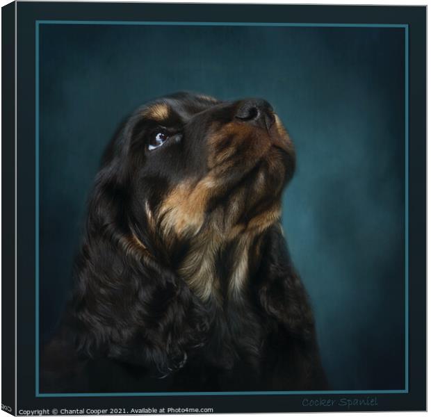 Cocker Spaniel Portrait Canvas Print by Chantal Cooper