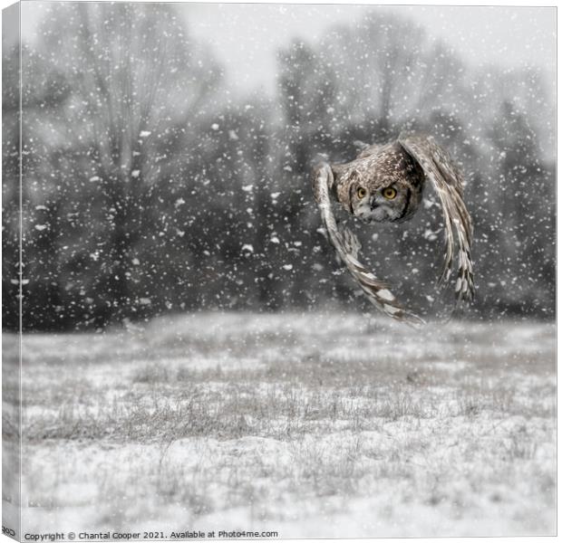 Owl flying through a snow storm Canvas Print by Chantal Cooper