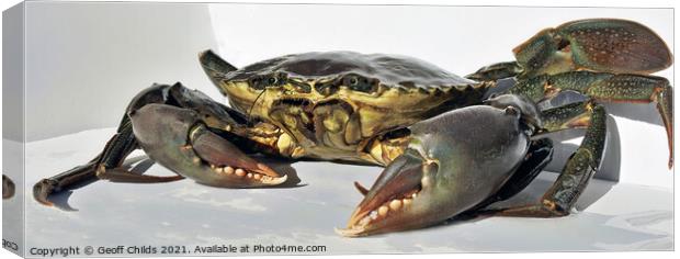 Live Giant Mud Crab. Ready for the cooking pot. Canvas Print by Geoff Childs