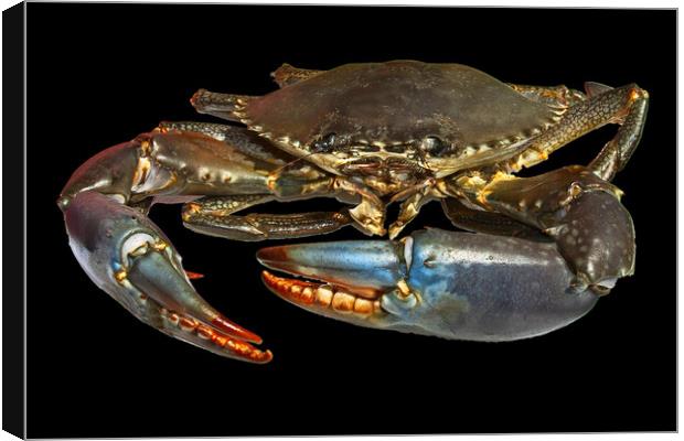 Live Australian Giant Mud Crab closeup. Canvas Print by Geoff Childs