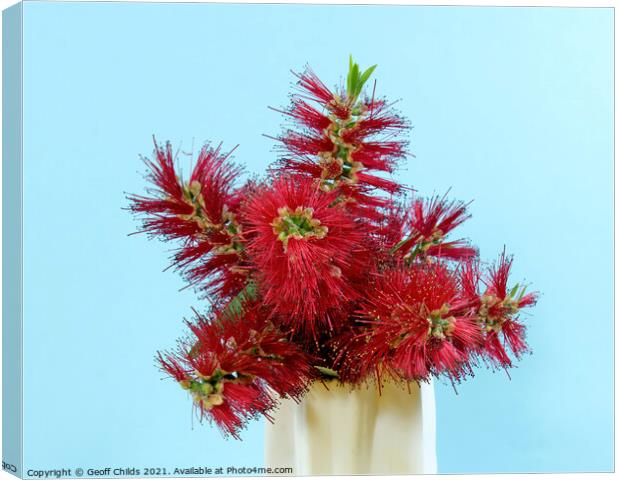 Red Bottlebrush flowering plant in a vase.  Canvas Print by Geoff Childs