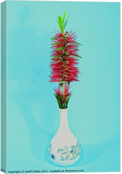 Single Red Bottlebrush flower in a decorative white vase.  Canvas Print by Geoff Childs