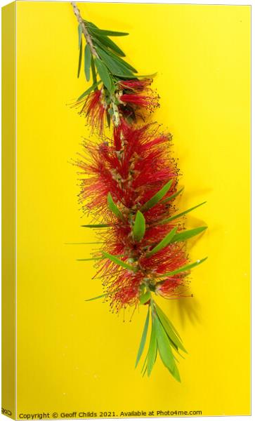 Red Bottlebrush, Flowering plant, Canvas Print by Geoff Childs