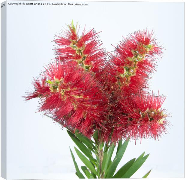 Isolated Bouquet of Red Bottlebrush flowers on white. Canvas Print by Geoff Childs