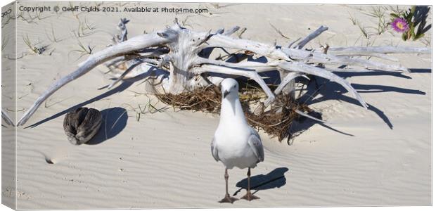 Silver Gull and Driftwood. West Coast beach Fraser Island. Canvas Print by Geoff Childs