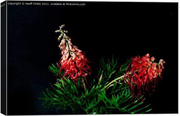 Two colourful Red Grevillea blooms up close isolat Canvas Print by Geoff Childs