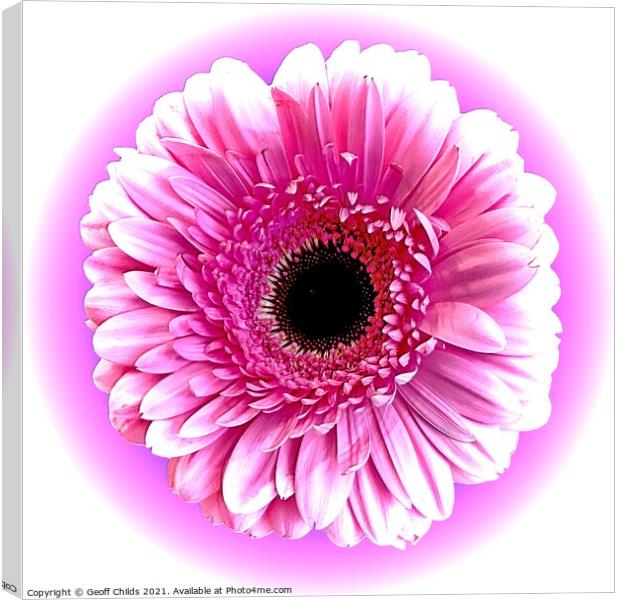 Pretty Pink Gerbera Daisy Canvas Print by Geoff Childs