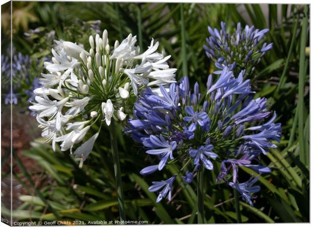 White and lavender Agapanthus Blossoms. Canvas Print by Geoff Childs