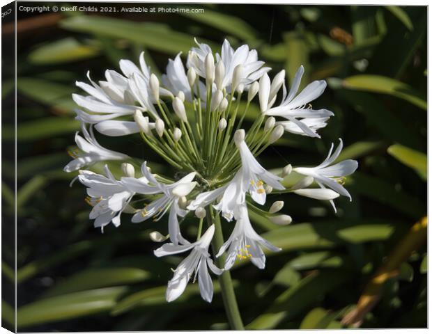 White Agapanthus Blossom in a Garden  Canvas Print by Geoff Childs