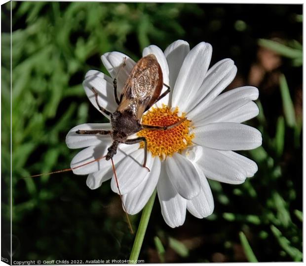 Single Boston Daisy flower closeup with a large insect in a gard Canvas Print by Geoff Childs