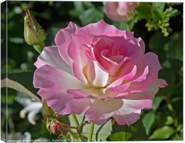  Colourful pink French Rose flower closeup in a garden setting.  Canvas Print by Geoff Childs