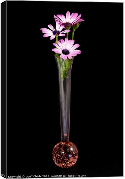 Pink and white African Daisy flower in a vase isol Canvas Print by Geoff Childs