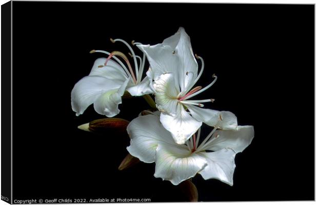 White Orchid Tree flowers closeup isolated on black. Canvas Print by Geoff Childs