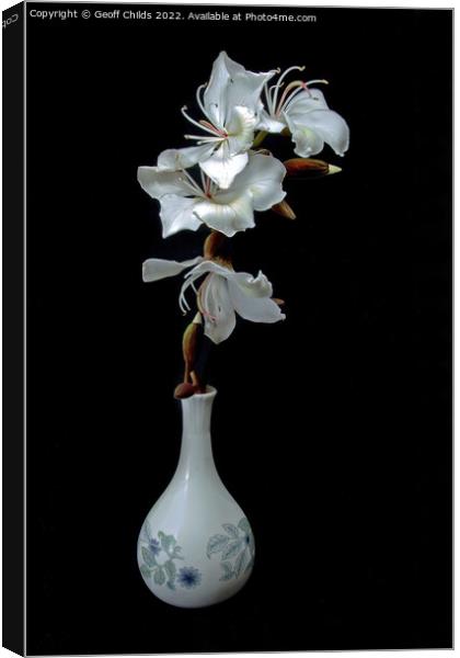 White Orchid Tree flowers in a vase isolated on black background Canvas Print by Geoff Childs
