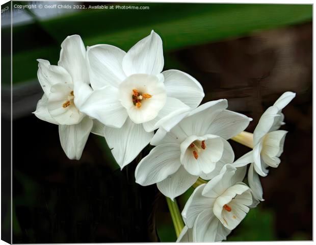White Daffodils aka Jonquils flower closeup in a g Canvas Print by Geoff Childs