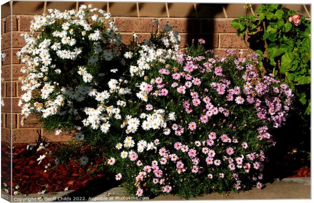  Colourful Pink and White daisy flowers garden. Canvas Print by Geoff Childs