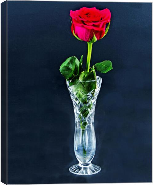 Red Rose flower closeup in a cut glass vase isolated on a black background. Canvas Print by Geoff Childs