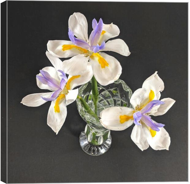 Three isolated Wild Iris flowers closeup in a crystal glass vase.  Canvas Print by Geoff Childs
