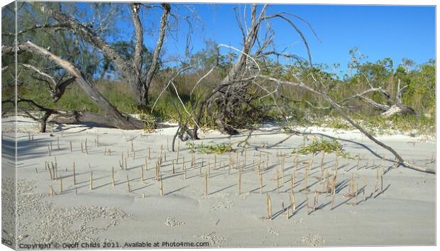 Fraser Island, Mangrove shoots on sandy beach. Canvas Print by Geoff Childs