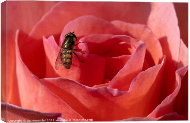 Hoverfly on Rose Canvas Print by Ian Rosenthal