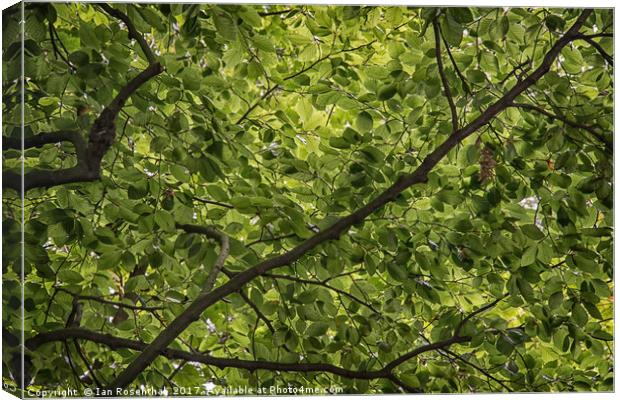 Kelsey Park Canvas Print by Ian Rosenthal