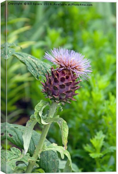 Thistle of Scotland Canvas Print by Bill Spiers